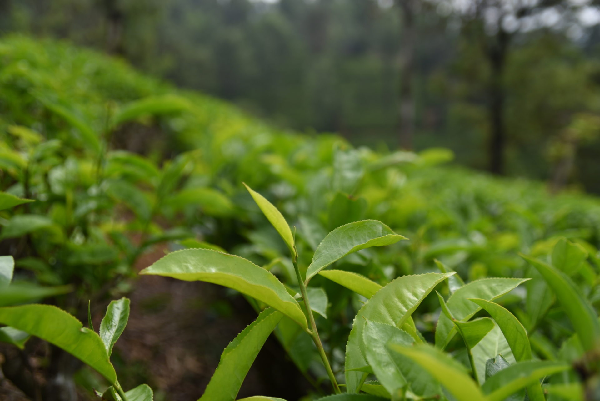 スリランカ産の紅茶：有名な産地とは？