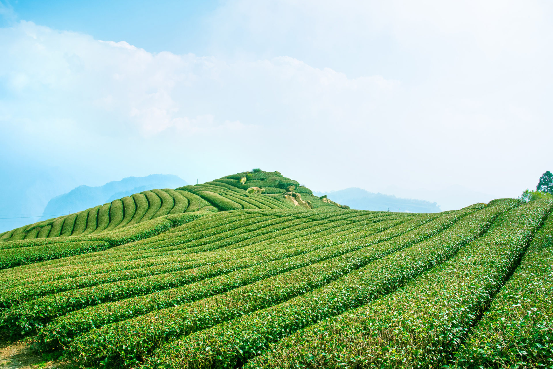 スリランカ紅茶の品質区分