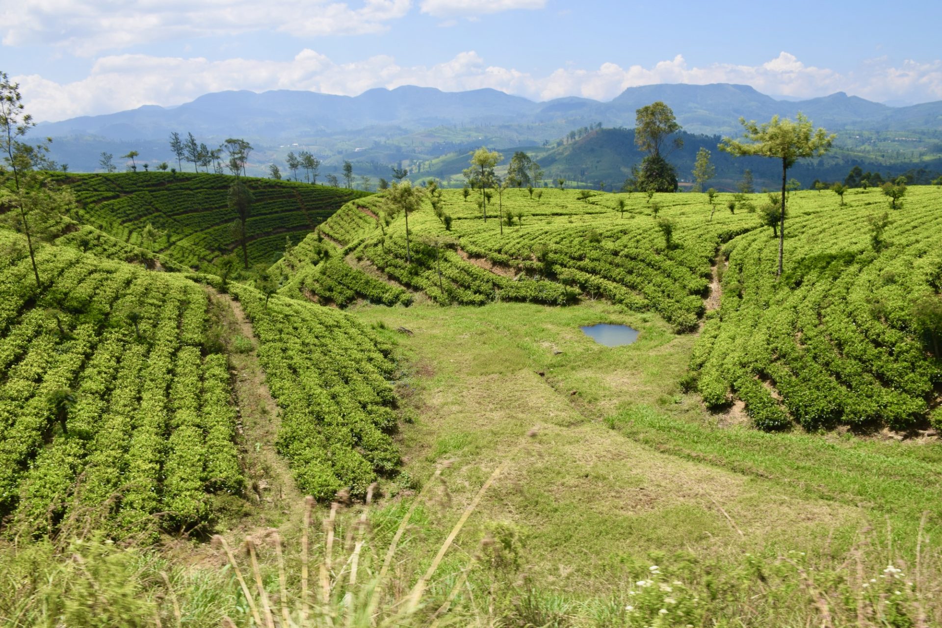 スリランカ産の紅茶：栽培されている標高ごとの種類