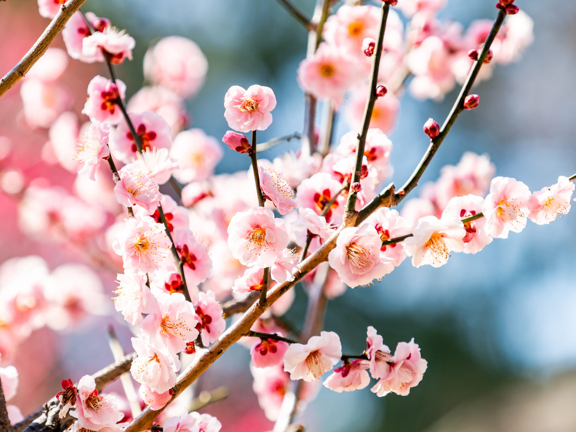 梅の「薄紅色」パッケージの魅力とは?