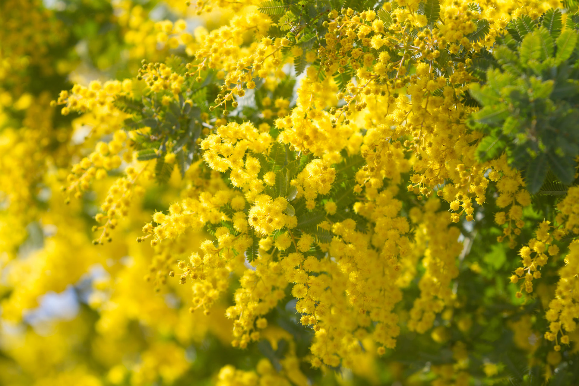ミモザの黄色パッケージの魅力とは?